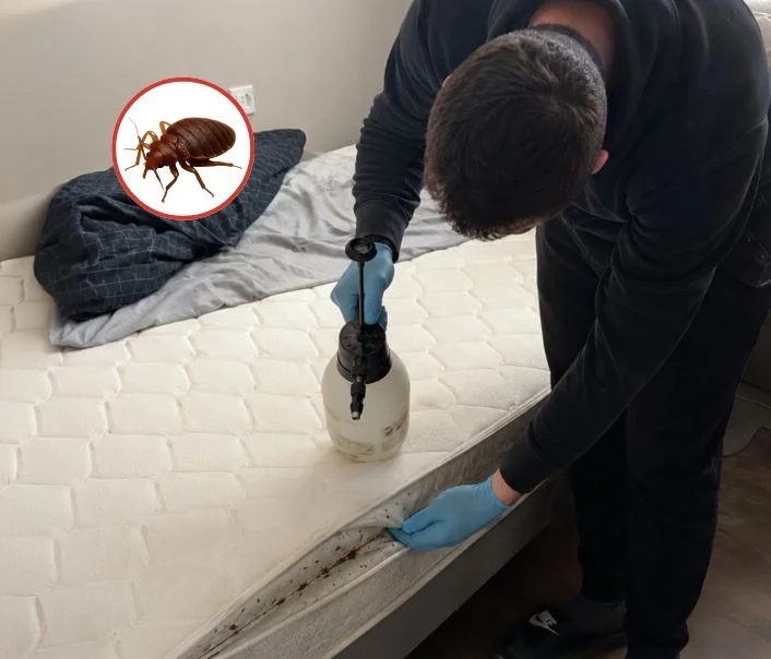 Technicien traitant un matelas contre les punaises de lit à Saâcy-sur-Marne